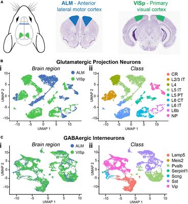 Cell-type specific transcriptomic signatures of neocortical circuit organization and their relevance to autism